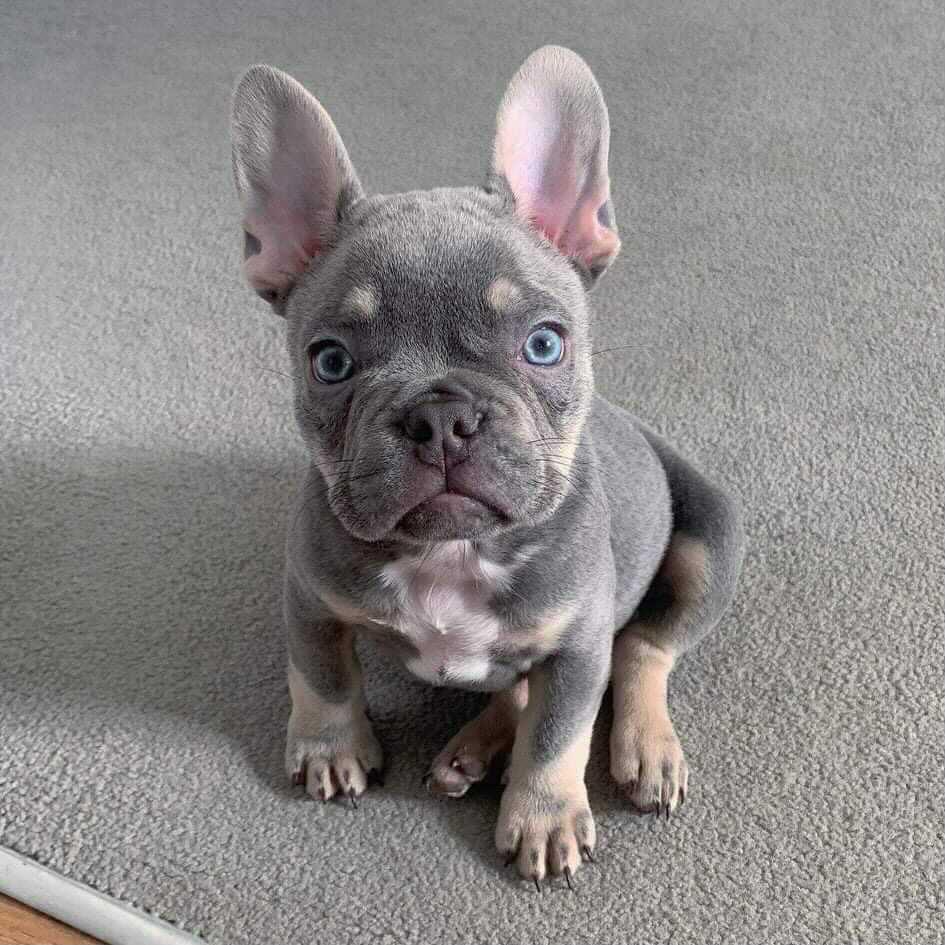 Cookie - Blue Female French Bulldog