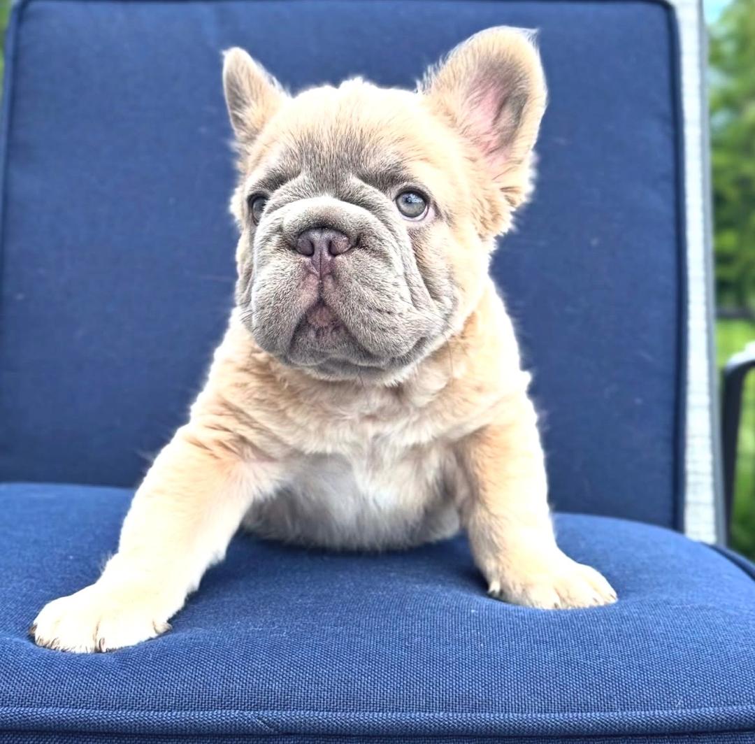 Frost - Cream Fawn Male French Bulldog
