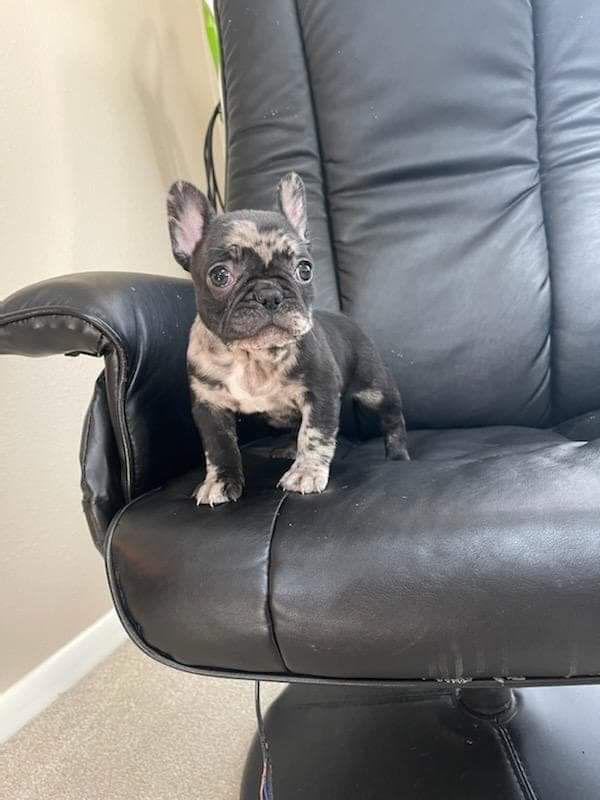 King - Black Merle Male French Bulldog (Sold)