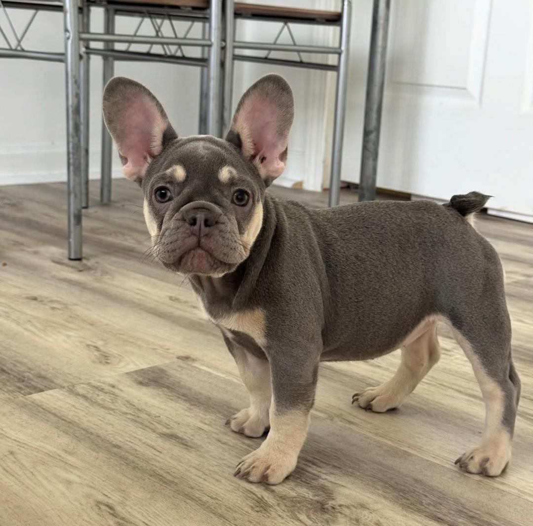 Leo - Chocolate Tan Male French Bulldog