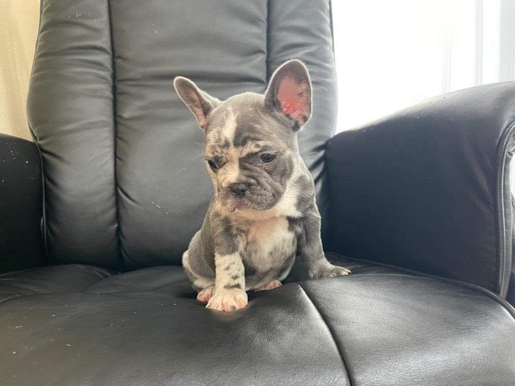 Luna - Blue Merle Female French Bulldog