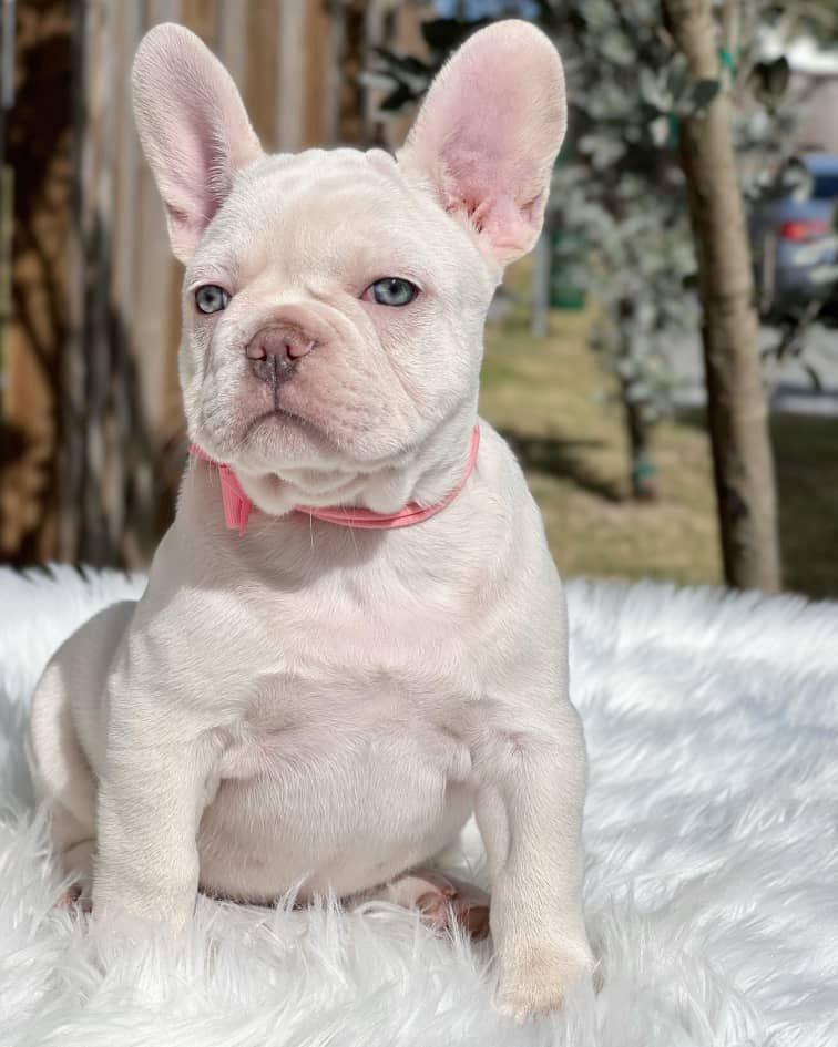 Prince - Cream Male French Bulldog