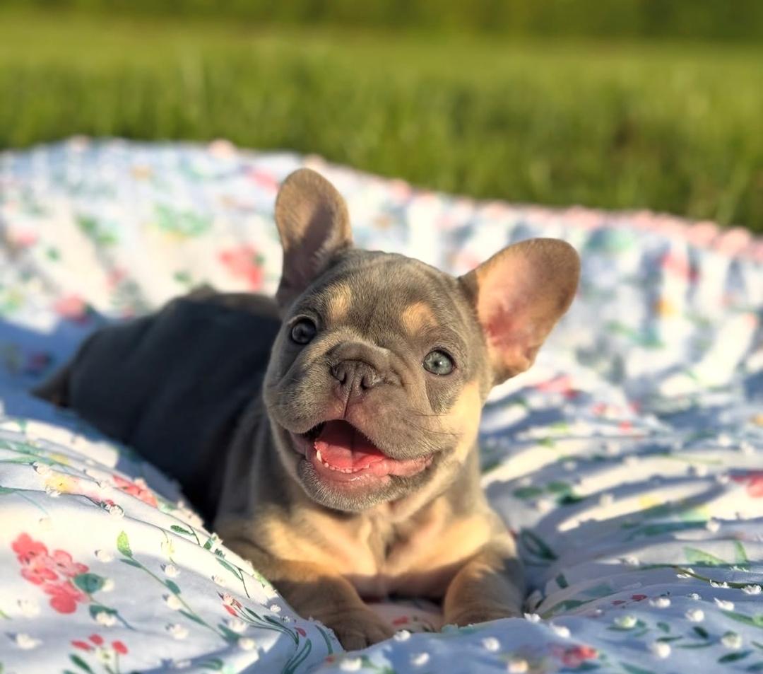 Rose - Blue Tan Female French Bulldog