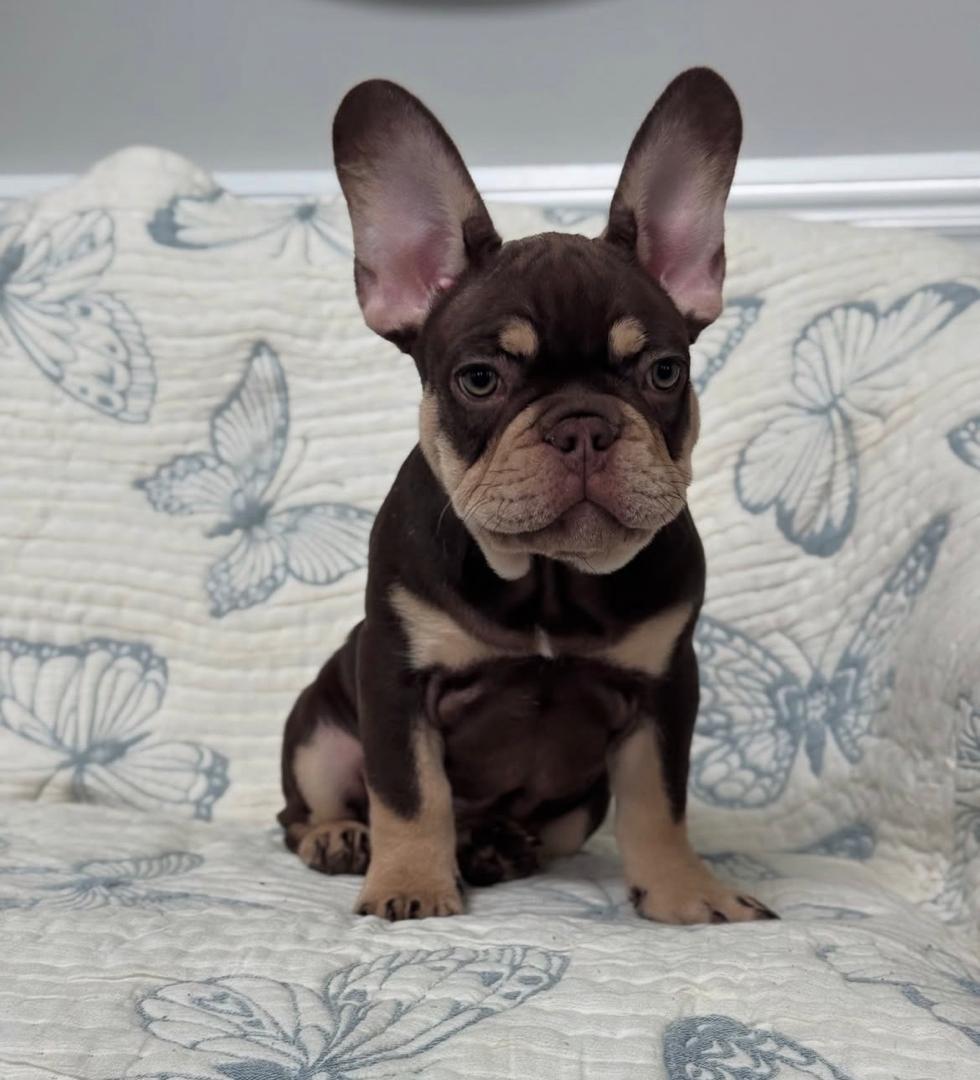 Roxy - Chocolate Tan Male French Bulldog