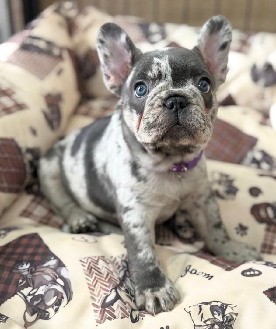 Sophie - Blue Merle Female French Bulldog (Sold)
