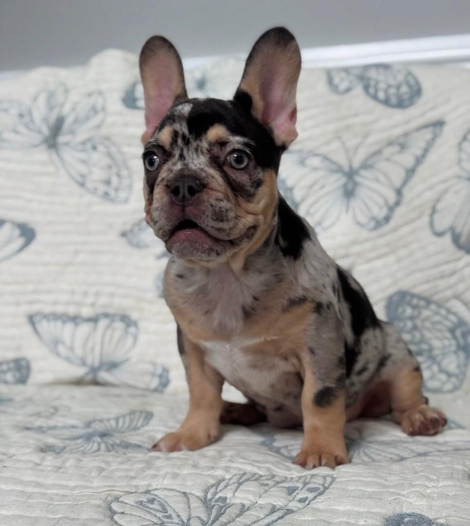 Stormi - Black Tan Merle Male French Bulldog