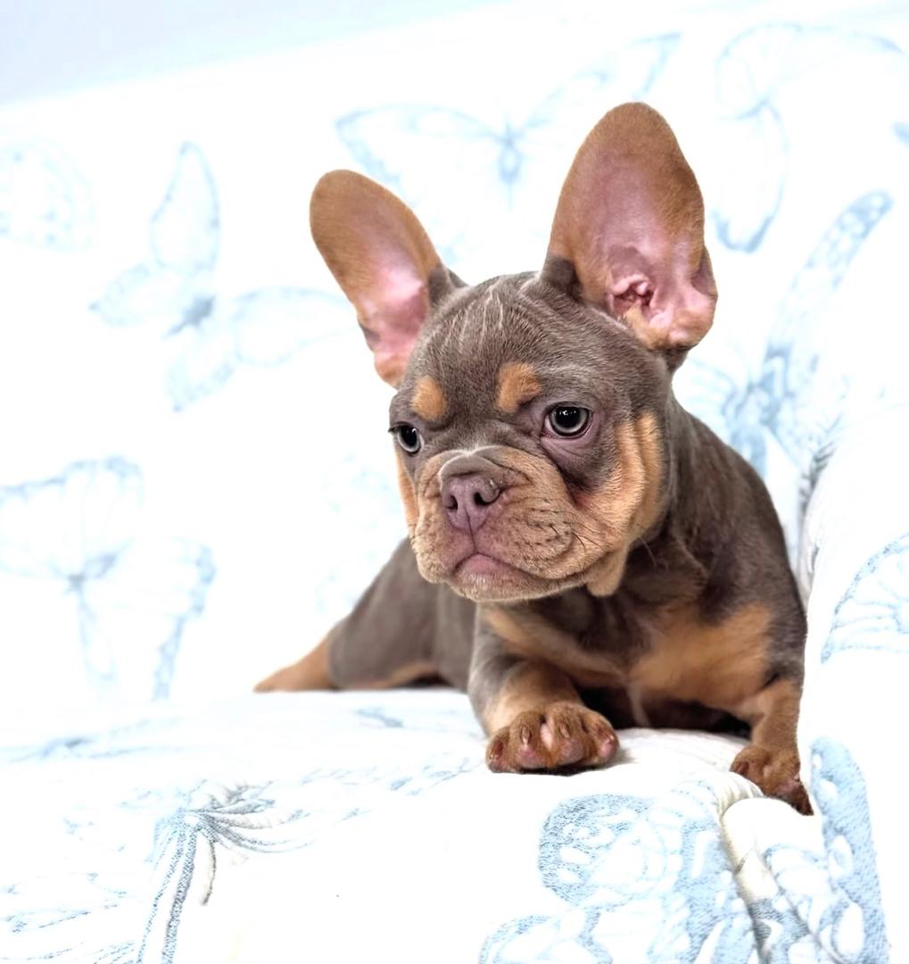 Zara - Chocolate Tan Female French Bulldog